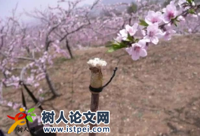新設計的授粉工具可以申請專利嗎